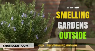 Exploring Canine Curiosity: Do Dogs Delight in Garden Aromas?