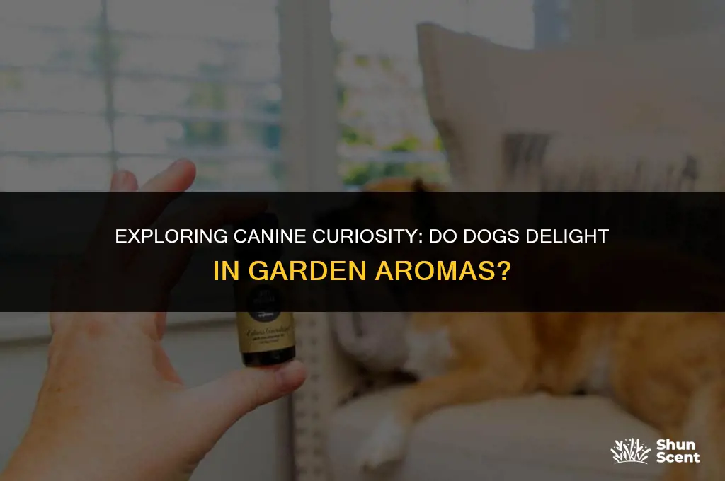do dogs like smelling gardens outside
