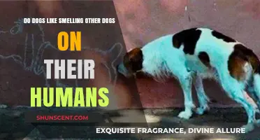 Canine Curiosity: Do Dogs Enjoy Their Human's Doggy Encounters?
