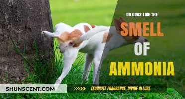 Do Dogs Like the Smell of Ammonia? Canine Olfactory Preferences Explained