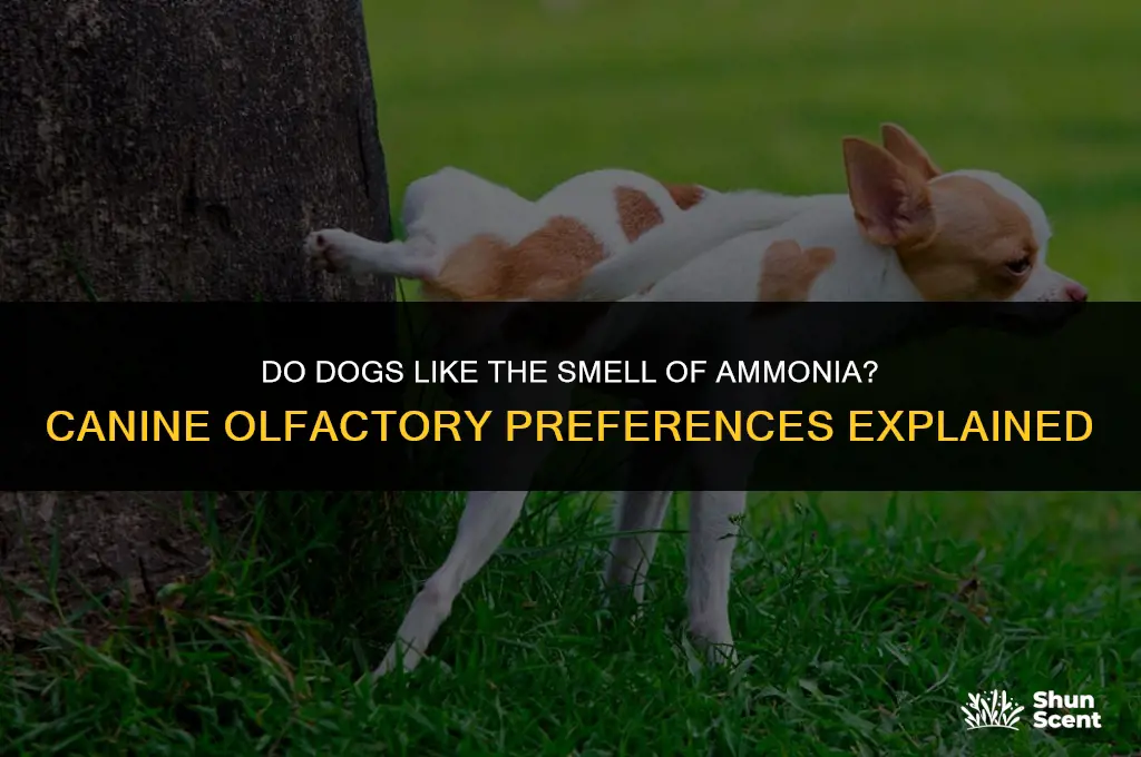 do dogs like the smell of ammonia