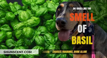 Canine Cuisine: Do Dogs Really Enjoy the Aroma of Basil?