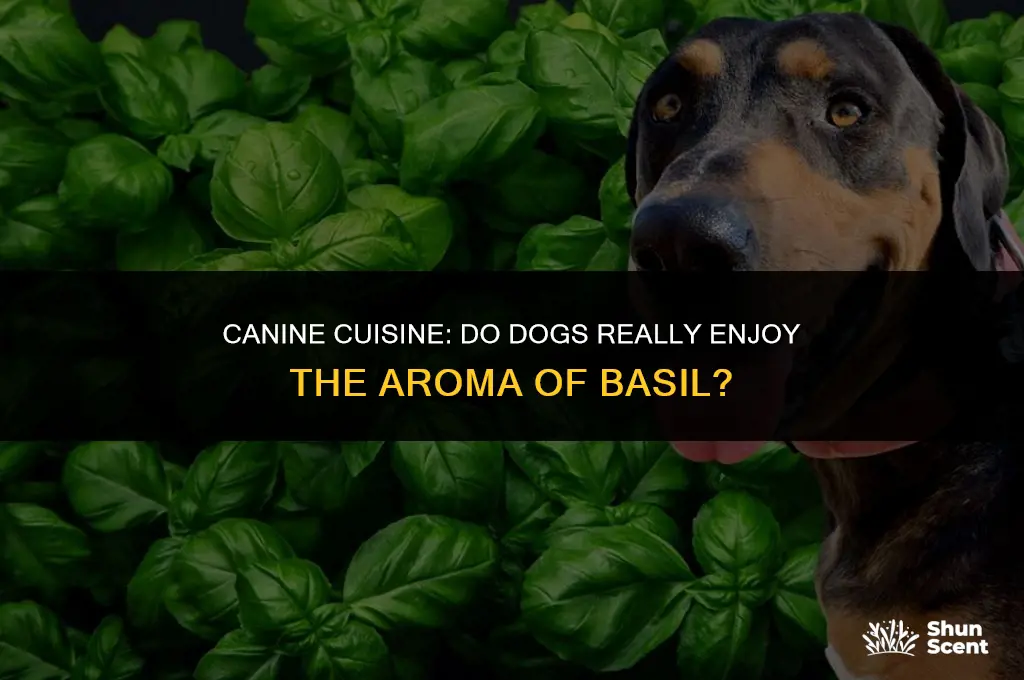 do dogs like the smell of basil