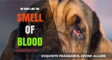 Canine Curiosity: Do Dogs Really Like the Smell of Blood?