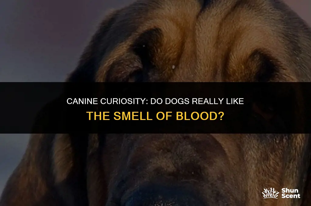 do dogs like the smell of blood