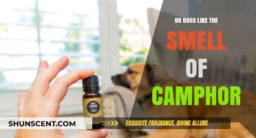 Exploring Canine Preferences: Do Dogs Enjoy Camphor's Aroma?