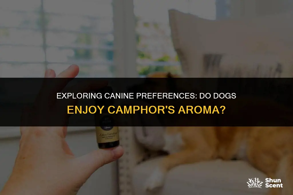 do dogs like the smell of camphor