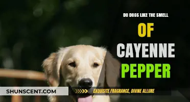 Spicy Scents: Do Dogs Find Cayenne Pepper Irresistible?