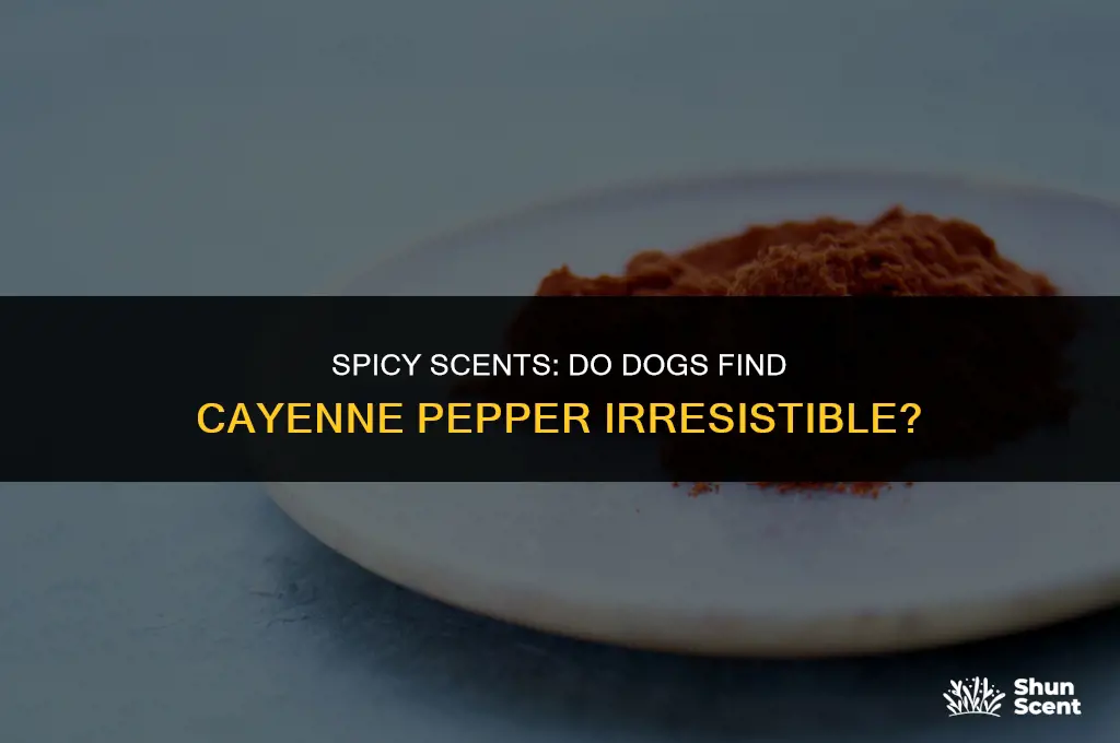do dogs like the smell of cayenne pepper