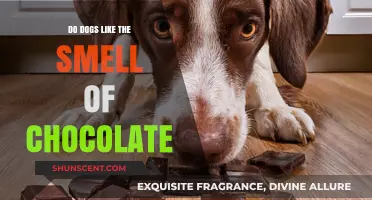 Canine Chocolate Cravings: Do Dogs Really Like the Smell?