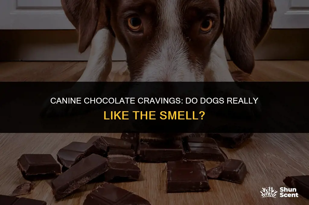 do dogs like the smell of chocolate