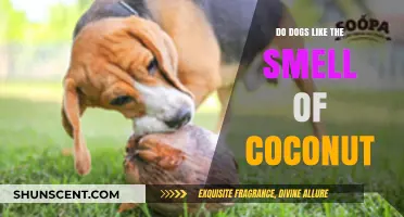 Canine Coconut Cravings: Do Dogs Really Love That Tropical Aroma?