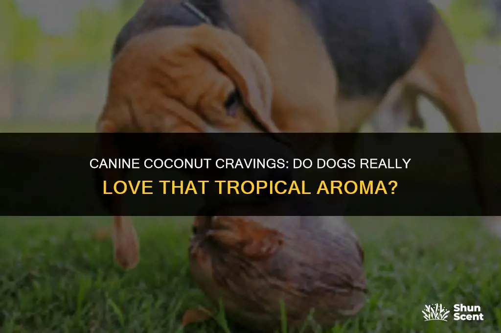 do dogs like the smell of coconut