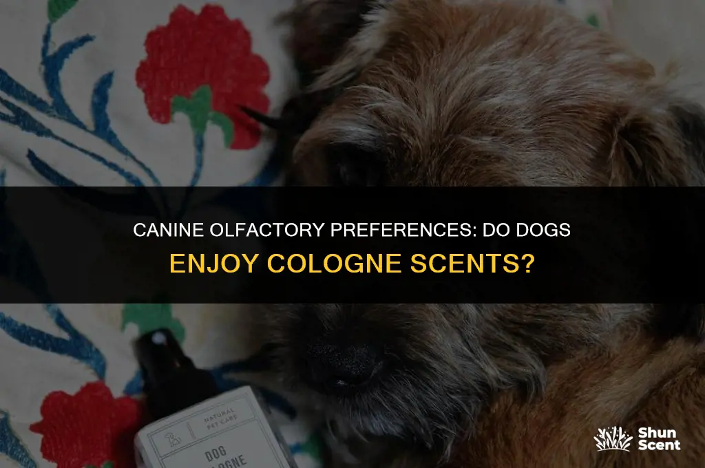 do dogs like the smell of cologne