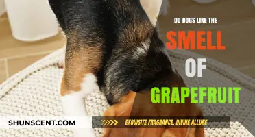 Canine Olfactory Preferences: Do Dogs Enjoy Grapefruit Scents?