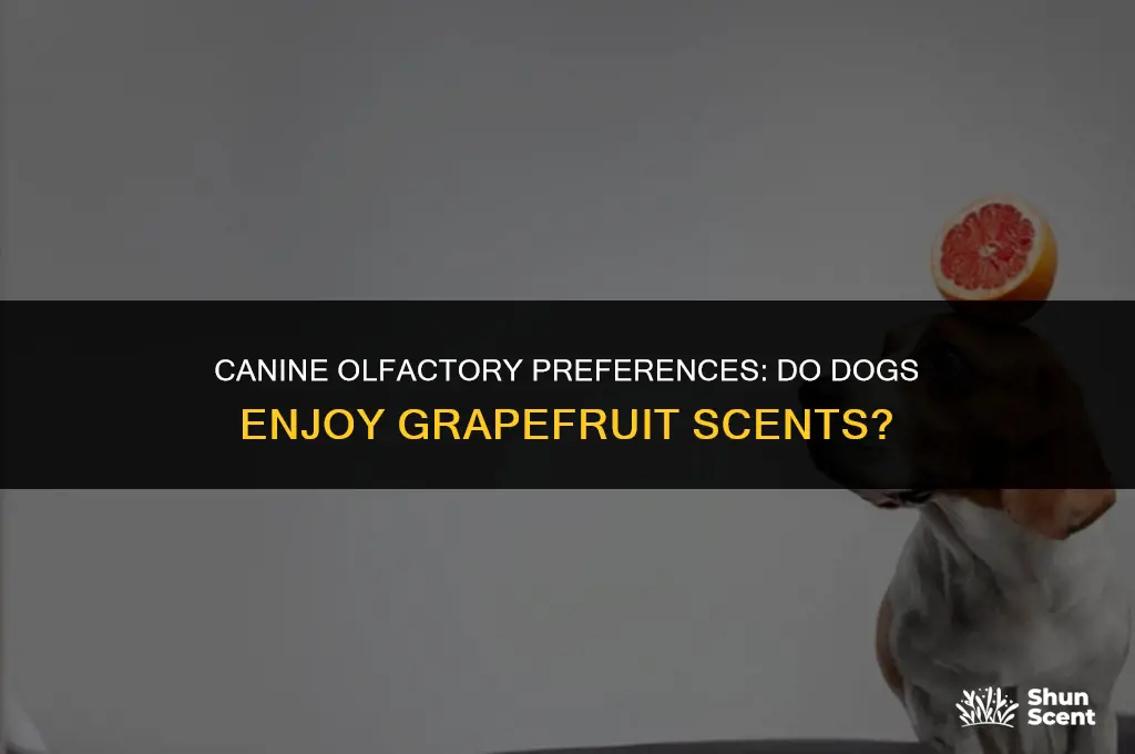 do dogs like the smell of grapefruit