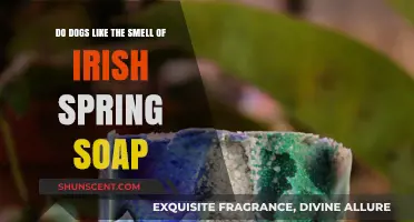 Unveiling Canine Preferences: Do Dogs Adore the Aroma of Irish Spring Soap?