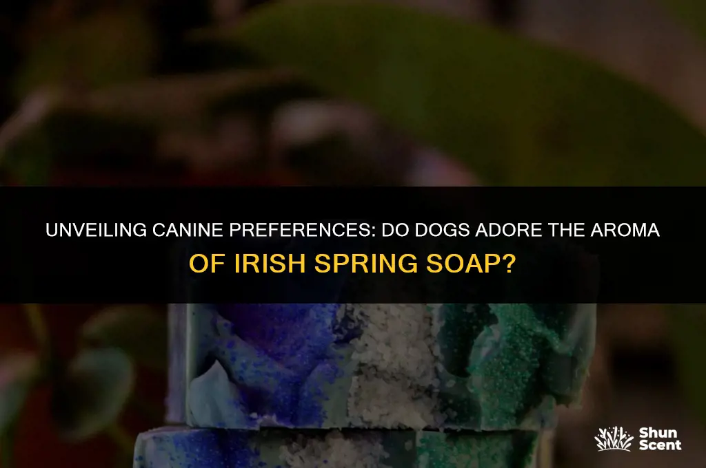 do dogs like the smell of irish spring soap