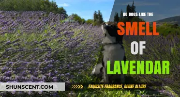 Canine Comfort: Do Dogs Find Lavender's Scent Appealing?
