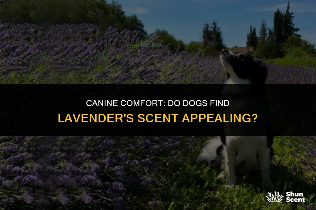 do dogs like the smell of lavendar