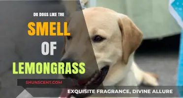 Canine Olfactory Preferences: The Lemongrass Factor