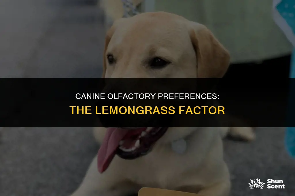 do dogs like the smell of lemongrass
