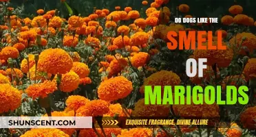 Do Dogs Like the Smell of Marigolds? A Canine's Perspective