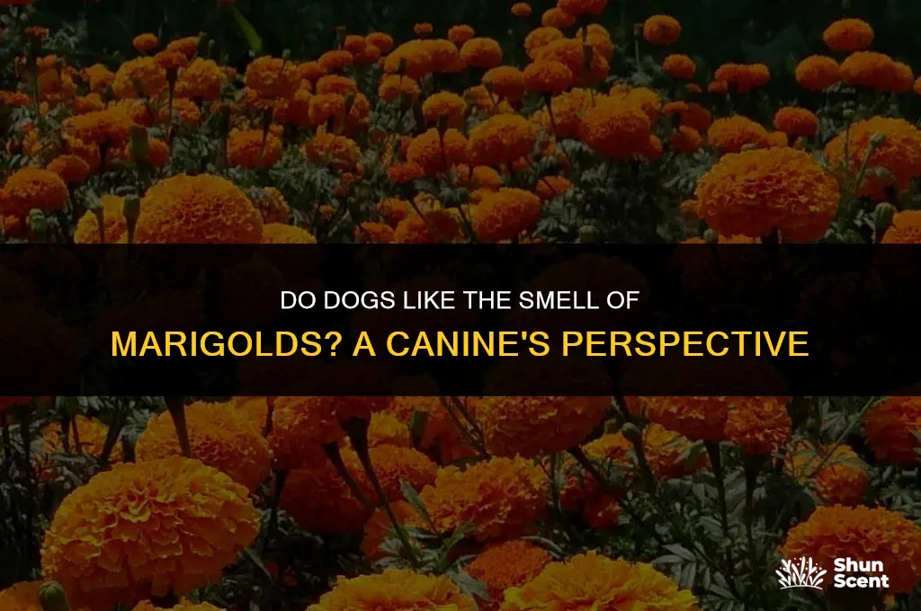 do dogs like the smell of marigolds