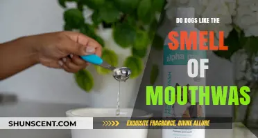 Canine Fresh Breath: Do Dogs Enjoy Mouthwash Scents?