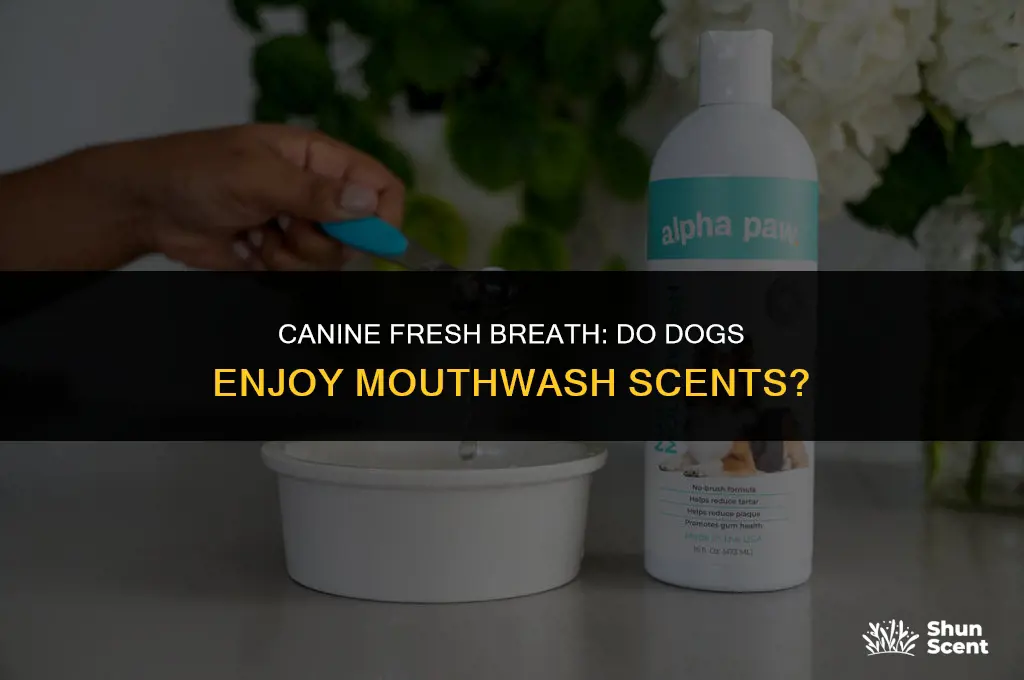 do dogs like the smell of mouthwash