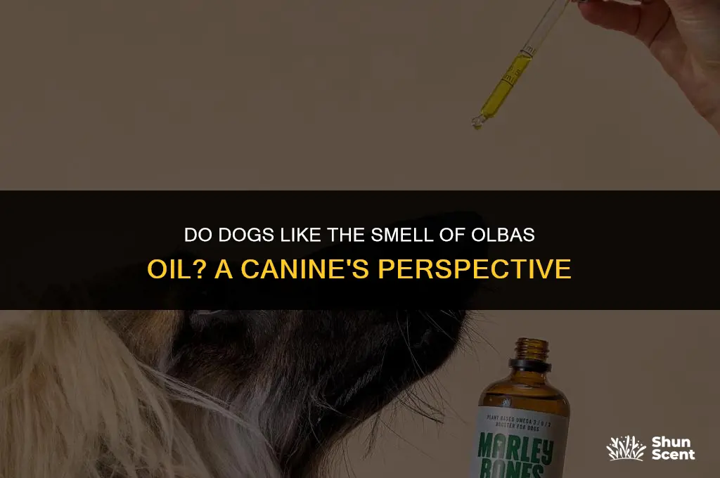 do dogs like the smell of olbas oil