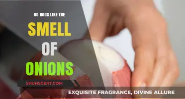 Do Dogs Like the Smell of Onions? A Canine's Perspective