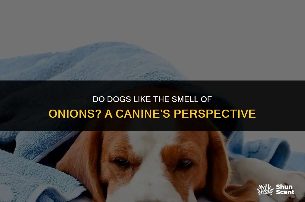 do dogs like the smell of onions