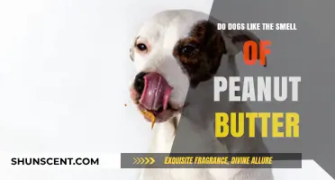 Do Dogs Like the Smell of Peanut Butter?