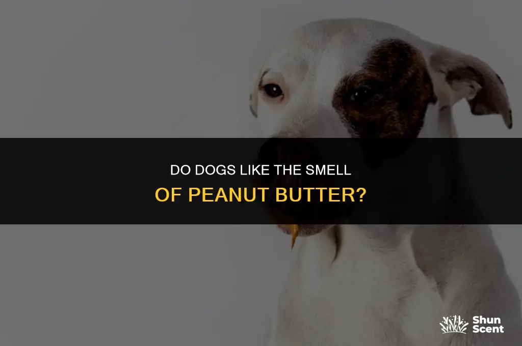 do dogs like the smell of peanut butter