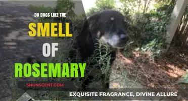 Do Dogs Like the Smell of Rosemary? A Canine's Perspective