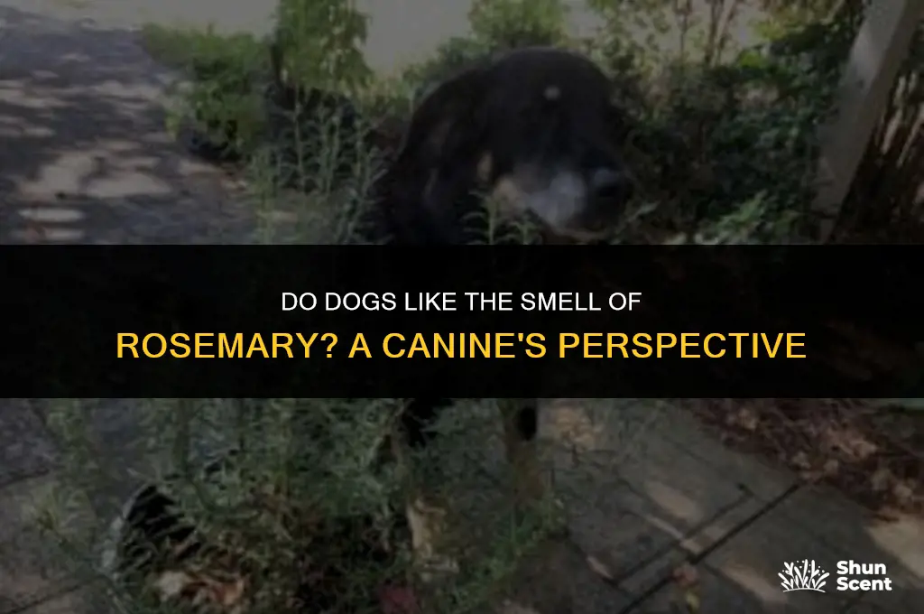 do dogs like the smell of rosemary