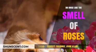 Do Dogs Like the Smell of Roses? A Canine's Guide to Floral Preferences