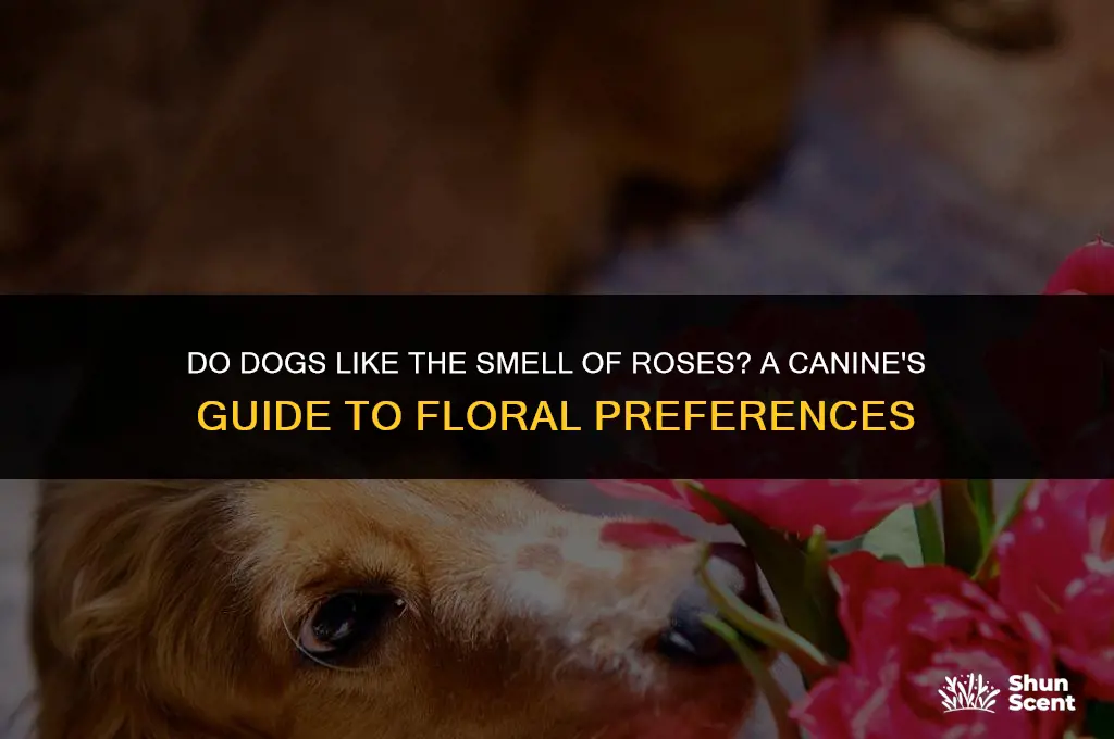 do dogs like the smell of roses