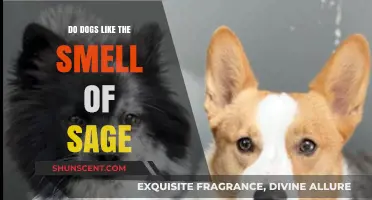 Exploring Canine Preferences: Do Dogs Delight in the Aroma of Sage?