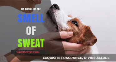 Do Dogs Like the Smell of Sweat? Canine Olfactory Preferences Explained