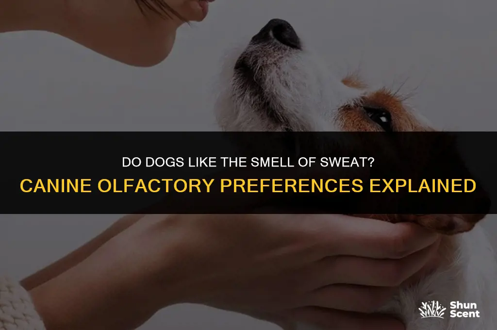 do dogs like the smell of sweat