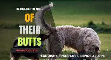 Exploring Canine Curiosity: Do Dogs Enjoy Their Own Scent?