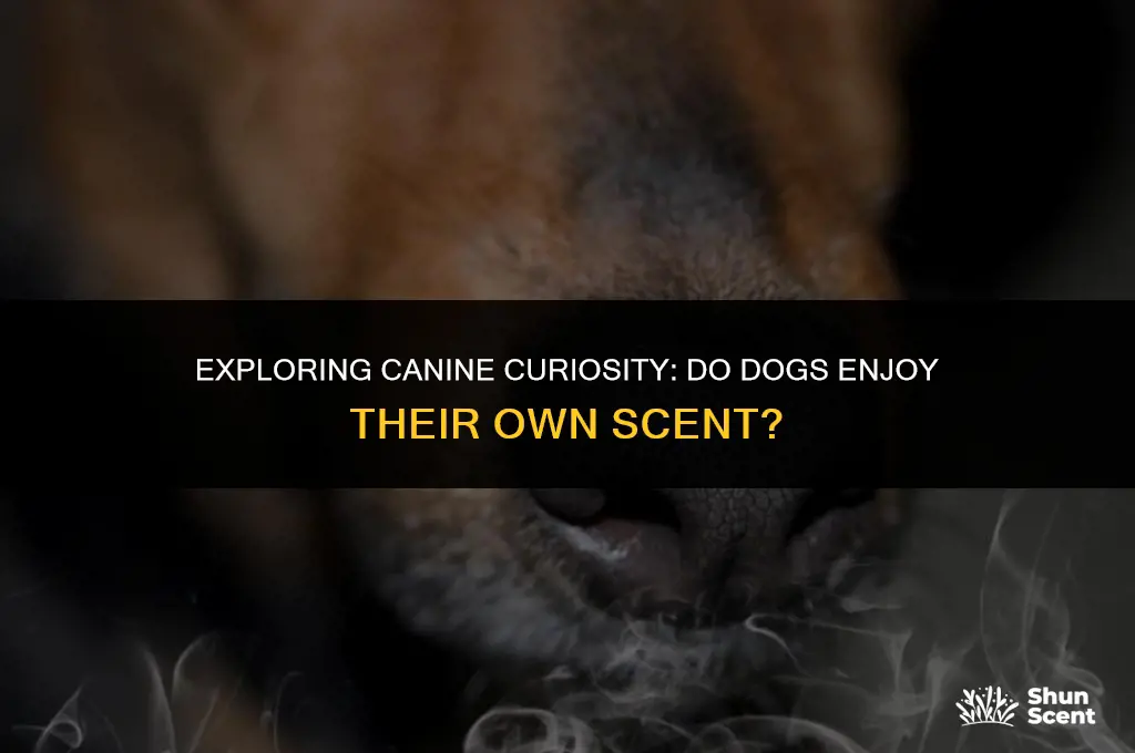 do dogs like the smell of their butts