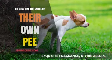 Canine Curiosity: Do Dogs Enjoy Their Own Scent?