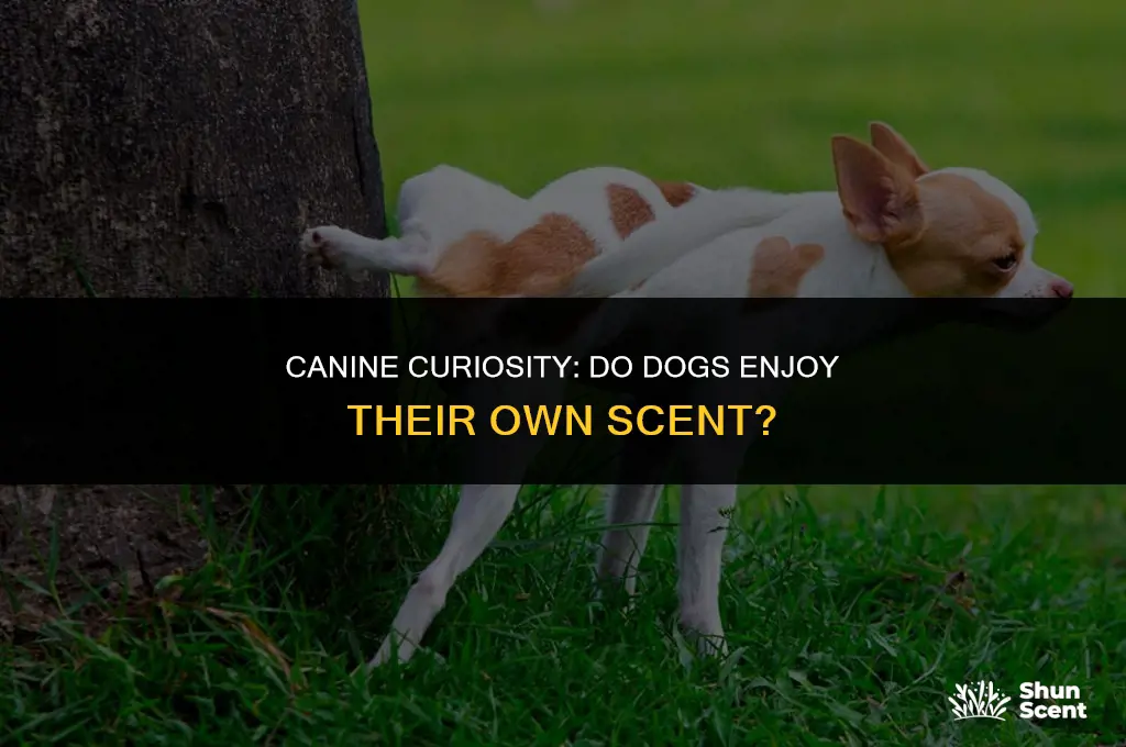 do dogs like the smell of their own pee
