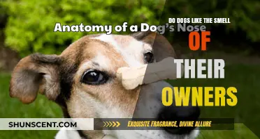 Do Dogs Like the Smell of Their Owners?