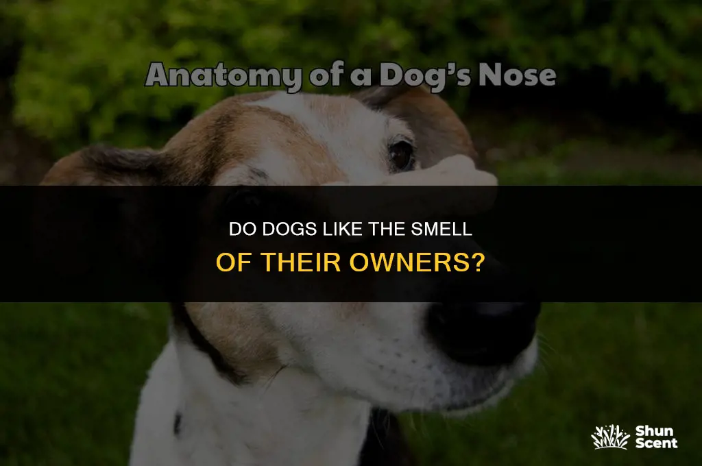 do dogs like the smell of their owners