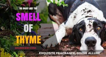 Do Dogs Like the Smell of Thyme? A Canine's Herbal Preferences Explored