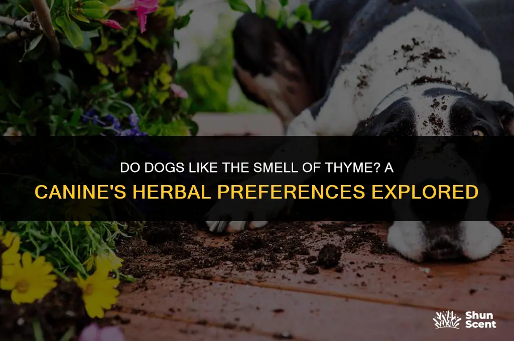 do dogs like the smell of thyme